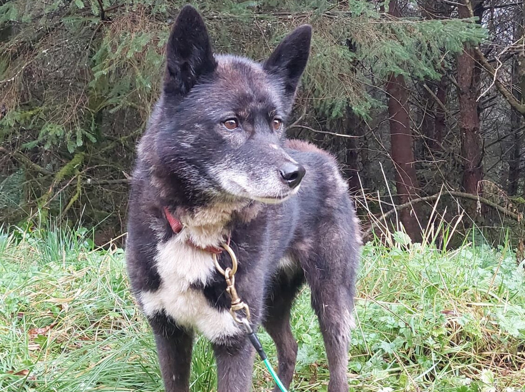 Mynydd Sleddog Adventures-Cerrigydrudion必去景点