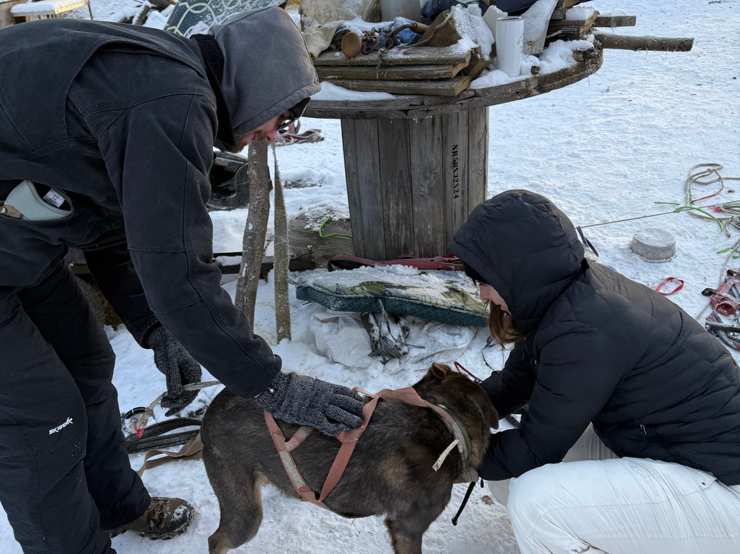The Alaska Dogstead Mushing Company-Big Lake必去景点