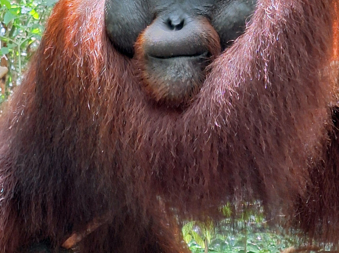 Local Guides - Tanjung Puting-Pangkalan Bun必去景点