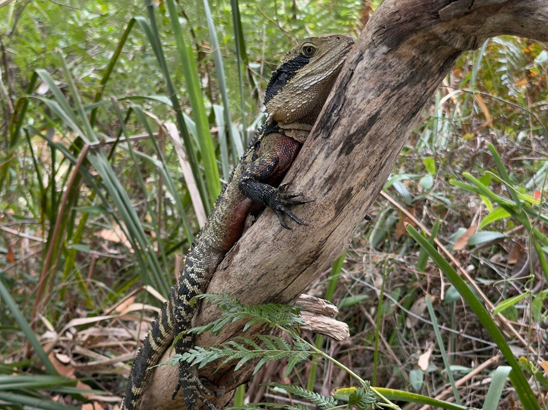 兰湾国家公园-Macquarie Park必去景点