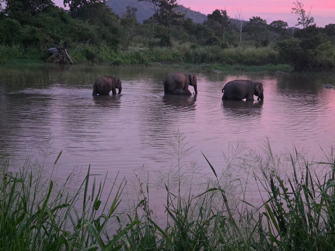 Ceylon Wild Trails Safari-哈巴拉娜必去景点
