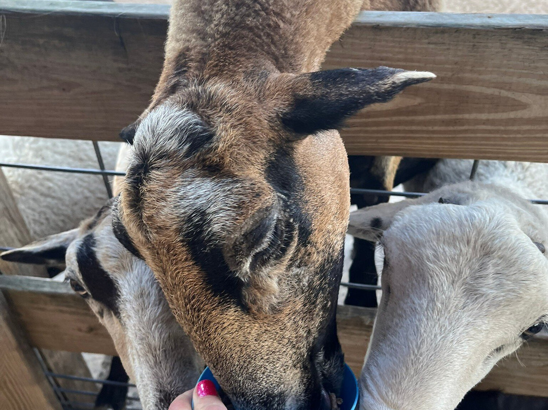 Animal EDventure Park & Safari-博因顿海滩必去景点