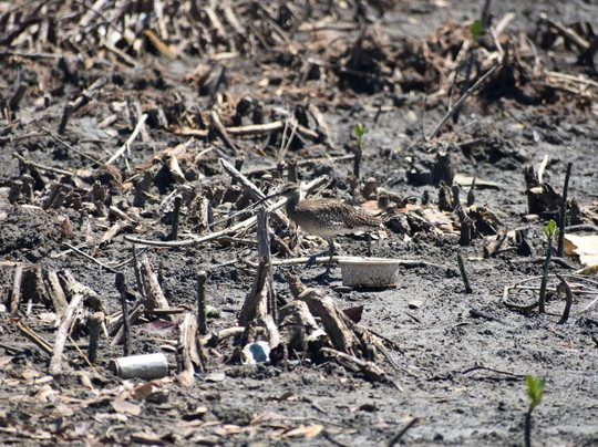 Rivulet Terre Rouge Estuary Bird Sanctuary-路易士港必去景点