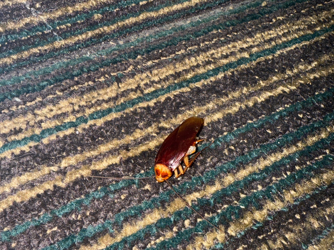 Super 8 by Wyndham Natchitoches主图