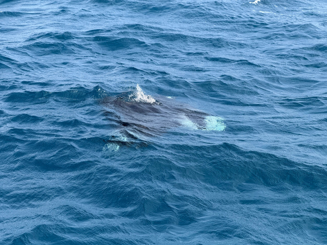 Sail La Vie - Maldives - Luxury Sailing Catamaran-马累必去景点