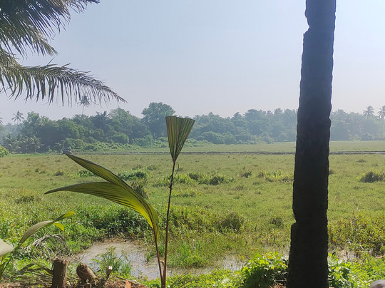 Coconut Grove Beach Resort主图