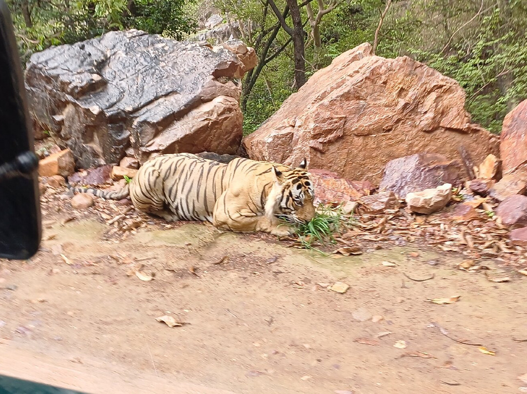 Ranthambore National Park-Ranthambore National Park必去景点