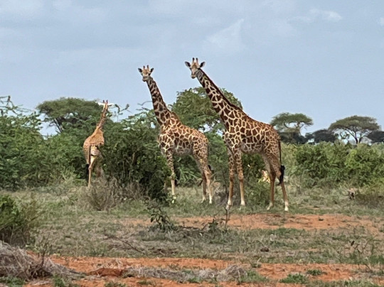 Safari Kenya Con Samuel-瓦塔木必去景点