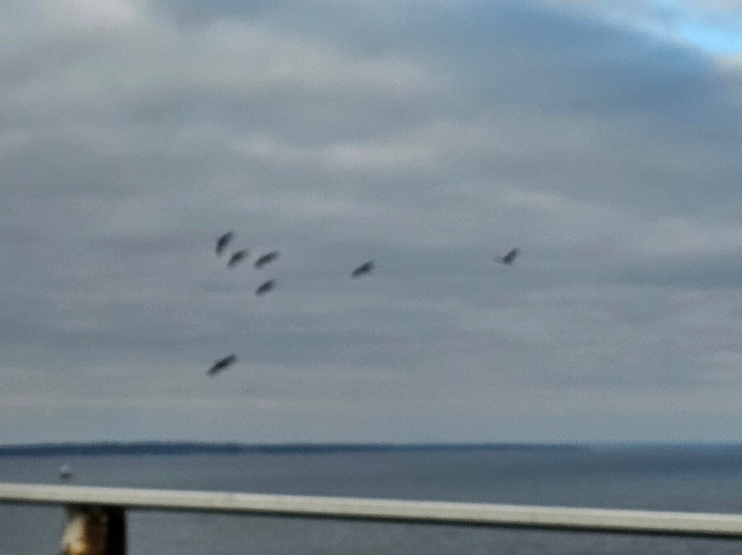Chesapeake Bay Bridge-安纳波利斯必去景点