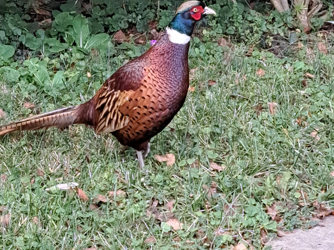 Cottage La Noyeraie主图