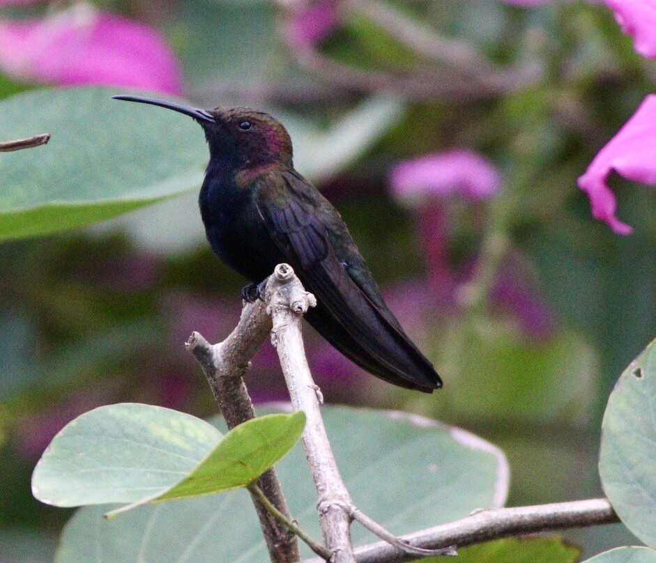 Arrowhead Birding Tours-金斯敦必去景点