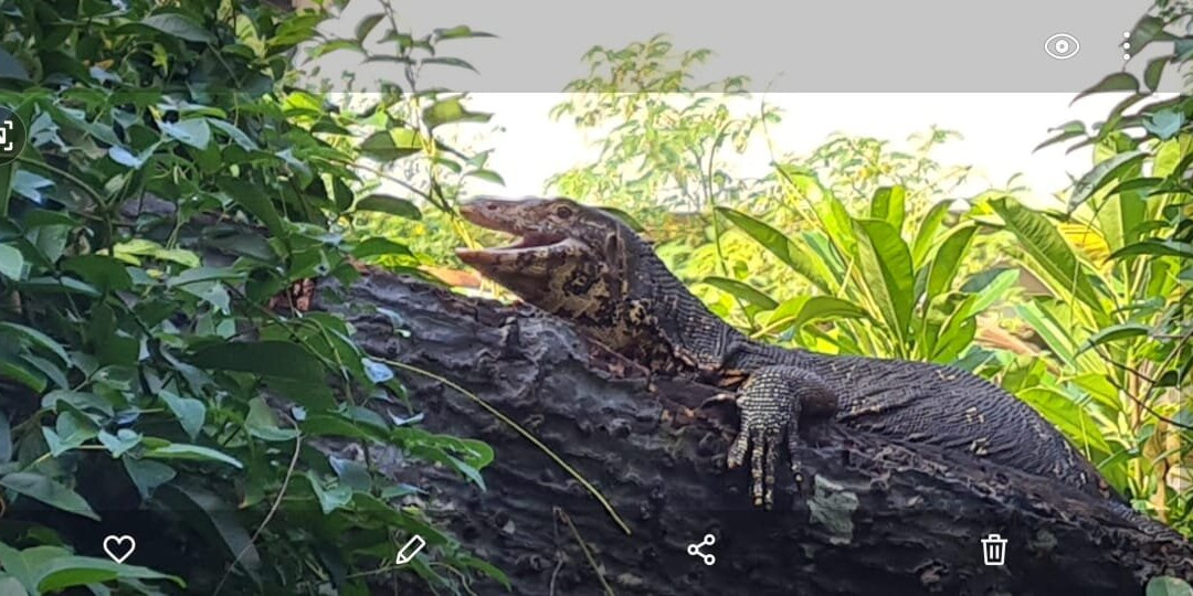 Ranmini Tours Sri Lanka-Udugampola必去景点