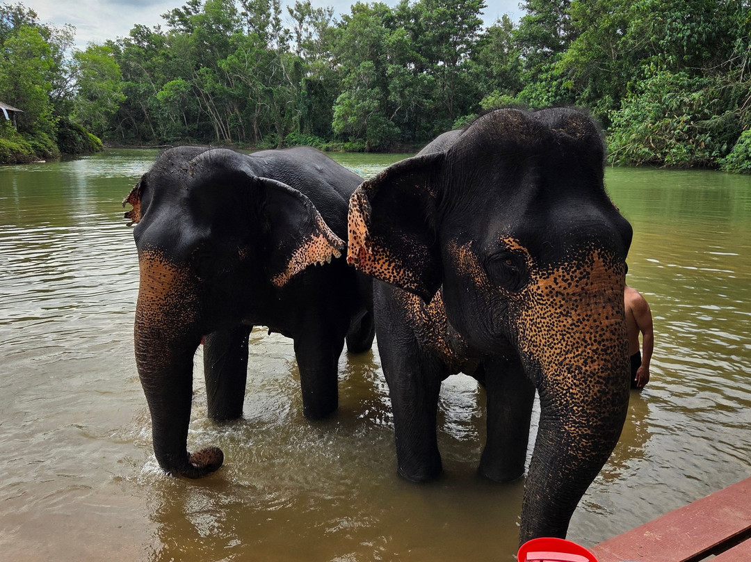 The Lake Phuket Elephant Home-Thep Krasatti必去景点
