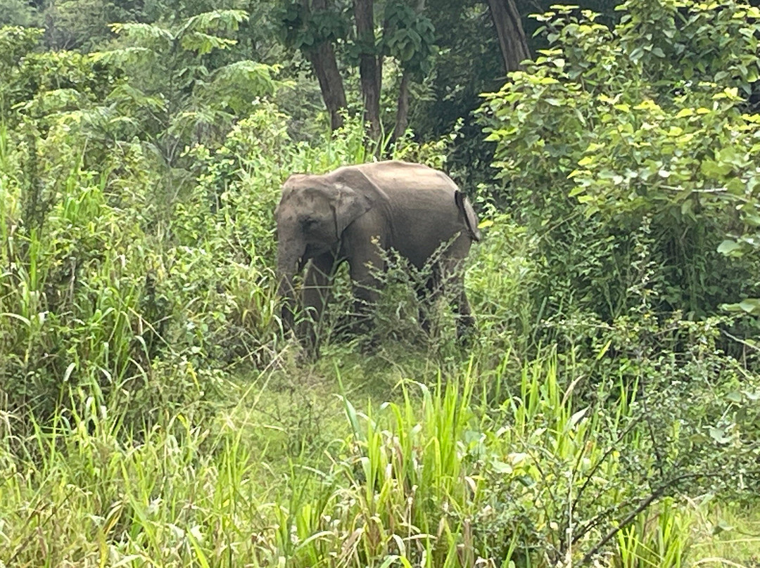 Sri Lankan Safest Driver-Padukka必去景点