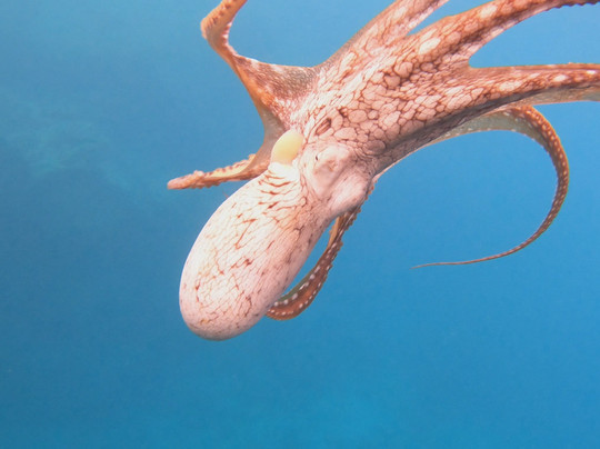 Hawai'i Surf and Kayak-普阿克必去景点