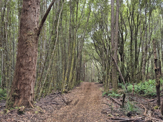 Tall Timbers Adventure Tours-Smithton必去景点