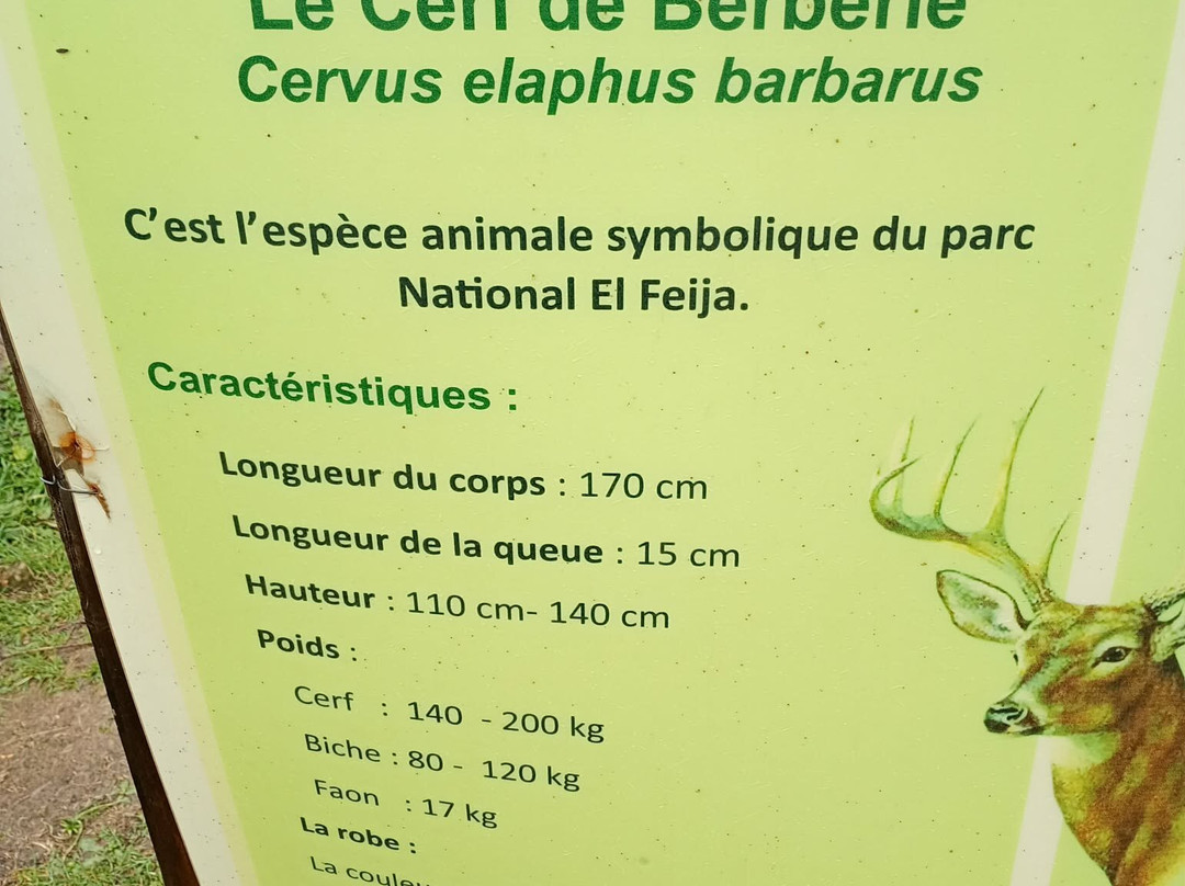 El Feija National Park-Jendouba必去景点