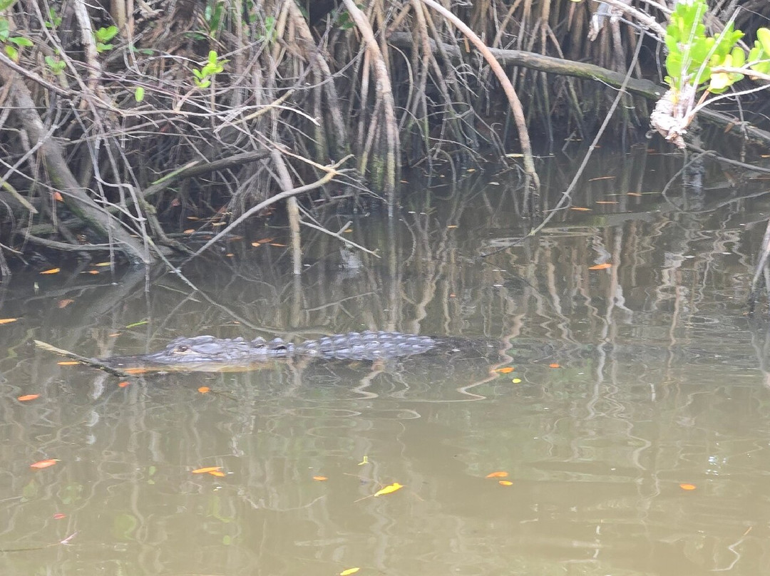 Captain Jack's Airboat Tours-大沼泽地必去景点