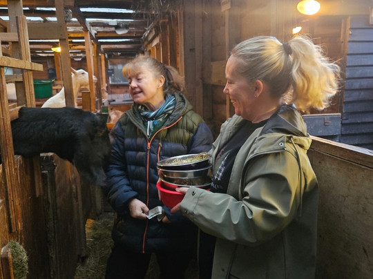 Buttercups Sanctuary for Goats-Boughton Monchelsea必去景点