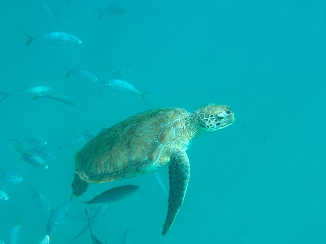 Cool Runnings Luxury-布里奇顿必去景点