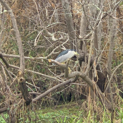 St. John's River Eco Tours, LLC-DeBary必去景点