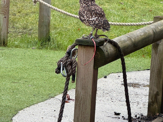 Call Of The Wild Zoo-South Woodham Ferrers必去景点