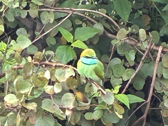 Ceylon Links Tours-Rathgama必去景点