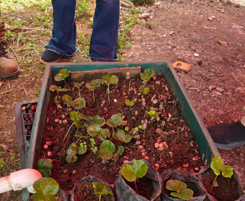 Tour cafetero los Correa-Jardin必去景点