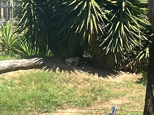 Sydney Zoo-布莱克敦必去景点