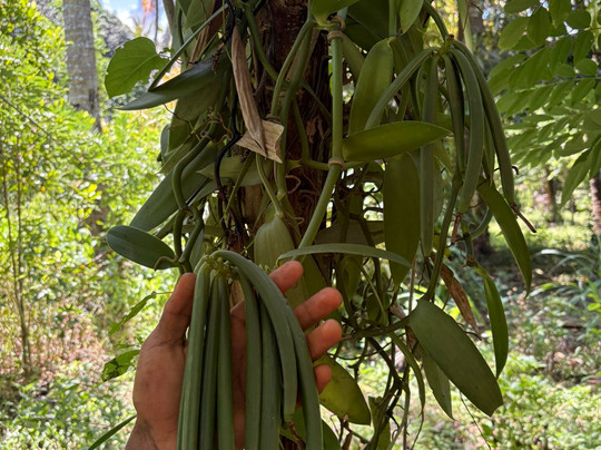 Bwa Mzee Spice Farm-基万嘎必去景点