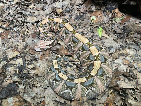 Zoo Zagreb-萨格勒布必去景点