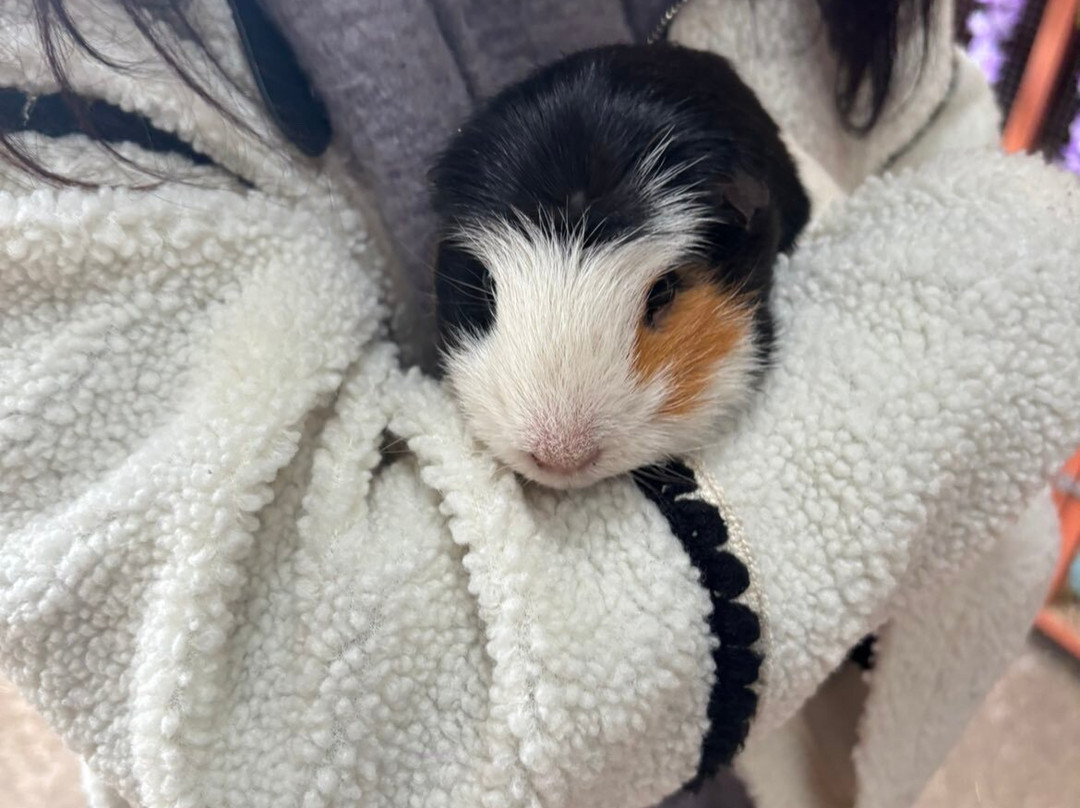 Woodlands Alpaca Farm-沃灵顿必去景点