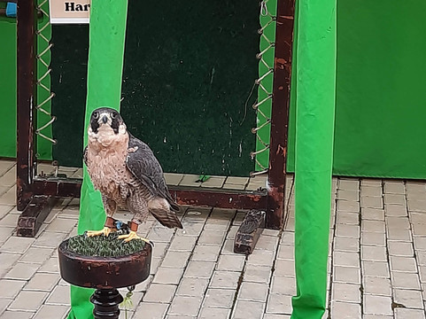 Castillo de Niebla-Niebla必去景点