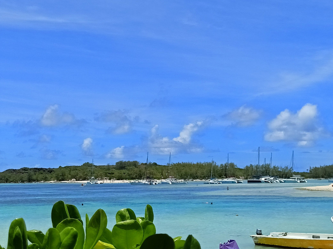 Coral Belle Catamaran Cruises-大湾必去景点