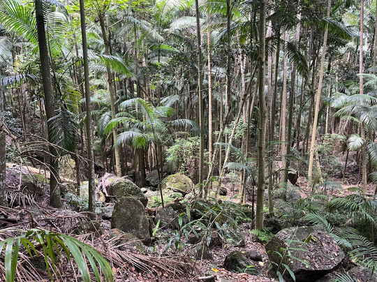 Witches Falls Walking Trail-丹百林山必去景点
