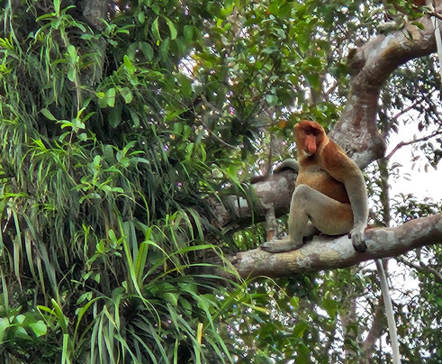 Sister Tour-Pangkalan Bun必去景点