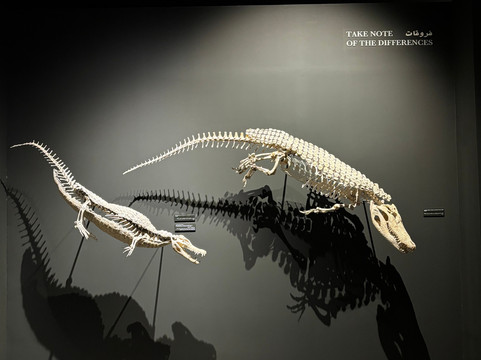 Dubai Crocodile Park-迪拜必去景点