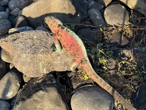 Surtrek-基多必去景点