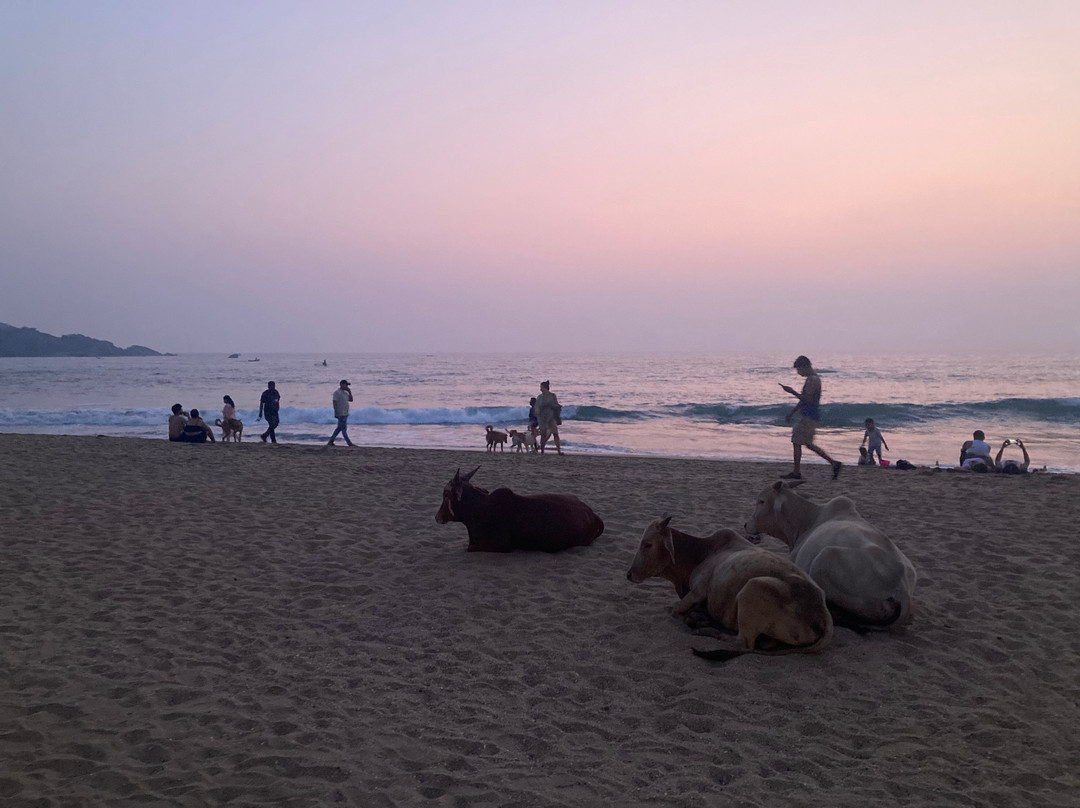 Goa Yogashala : Yoga Teacher Training in Goa India-格纳戈纳必去景点