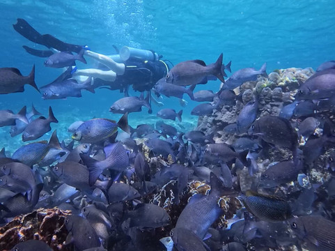Mantaraydiving-普吉镇必去景点