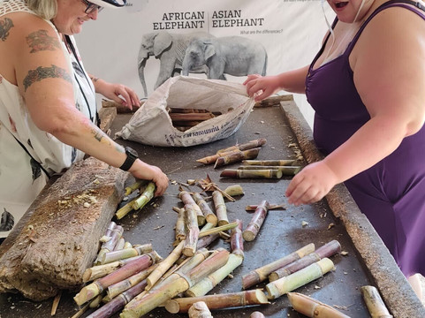 The Lake Phuket Elephant Home-Thep Krasatti必去景点
