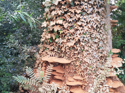 Borde Hill Garden-Haywards Heath必去景点