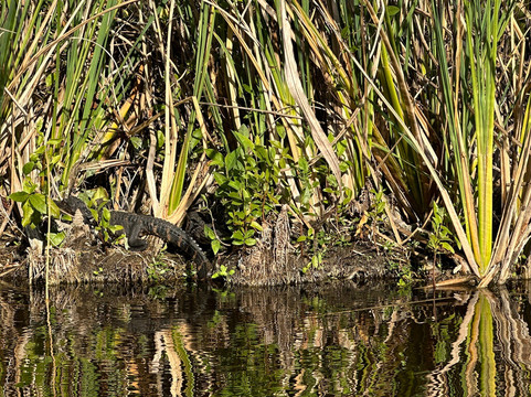 Everglades Adventures Kayak & Eco Tours-大沼泽地必去景点