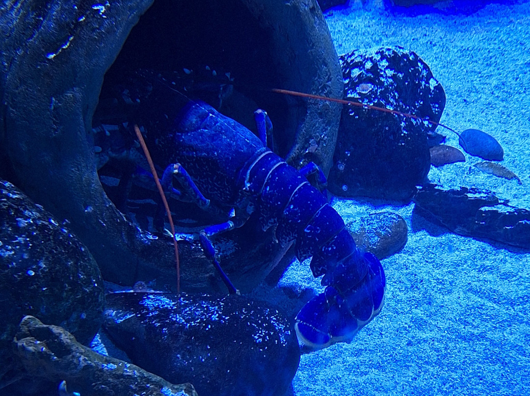 Bristol Aquarium-布里斯托尔必去景点