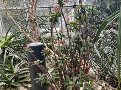 棕榈树公园-法兰克福必去景点