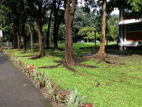University Of The Philippines - Diliman-奎松市必去景点