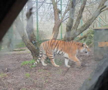 怀特岛动物园-桑当必去景点
