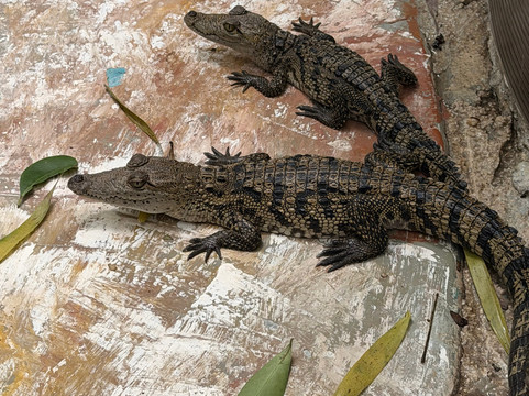 Croco Cun Zoo-从莫雷洛斯港必去景点