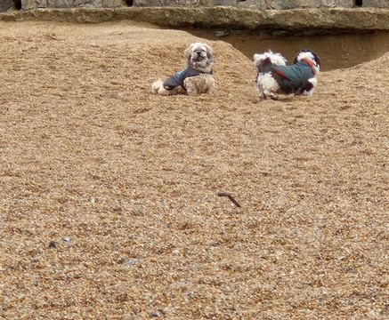 Hive Beach-Burton Bradstock必去景点