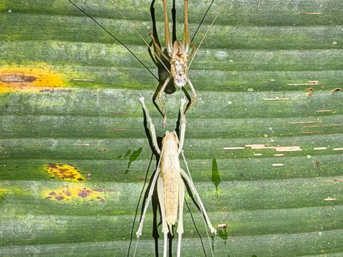 Jungle Night Walk-卡维塔必去景点